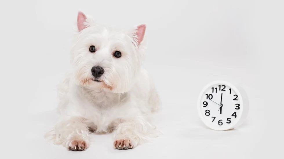 Ogni quanto lavare il proprio cane? Tempistiche, varianti per razza e perché aspettare