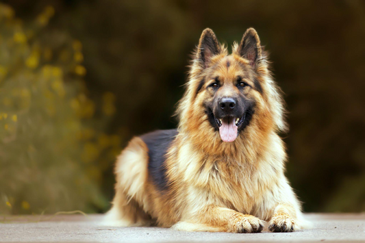 Pastori e cani da pastore: come prendersi cura del loro pelo