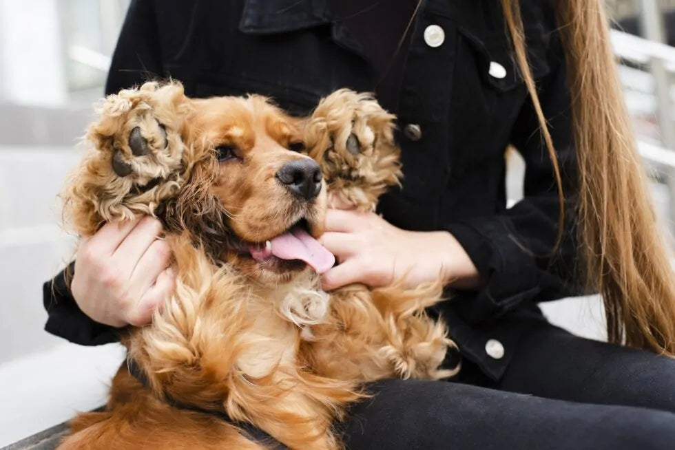 Nodi nel pelo del cane: rimedi in base al tipo di pelo