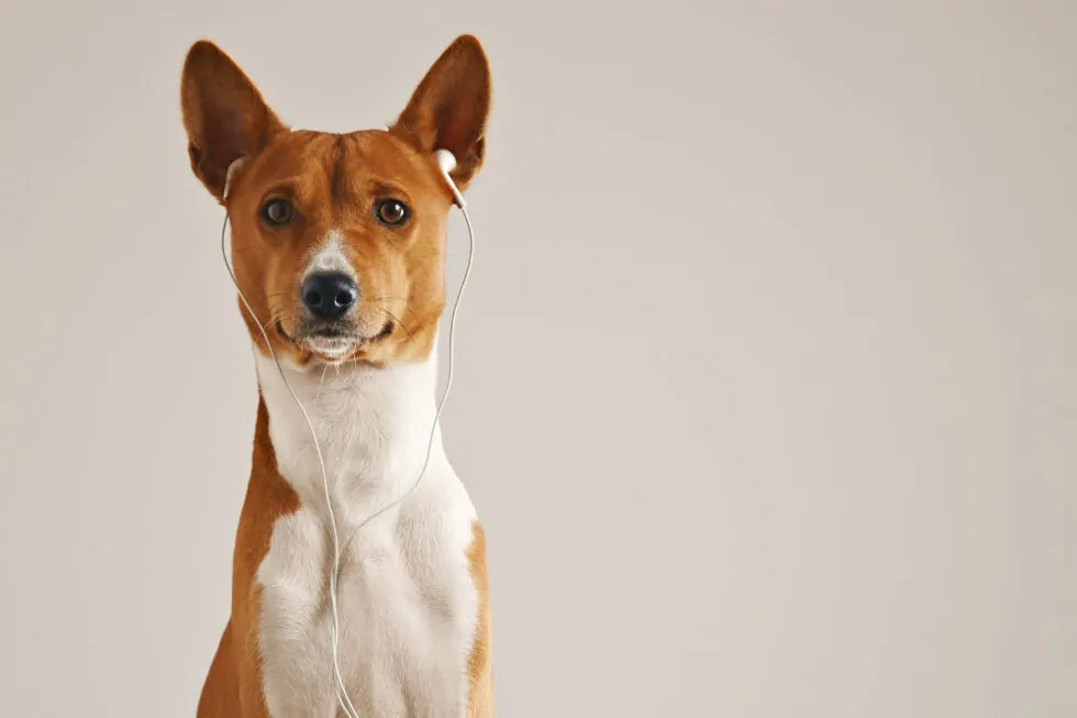 Otite del cane: prevenzione e cura delle orecchie
