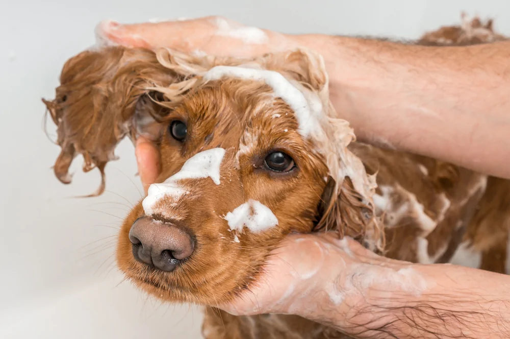 Toelettatura del cane: come gestire lo stress