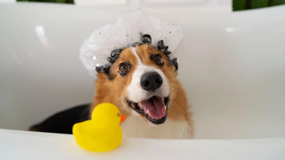 Toelettatura cani fai da te: i segreti per una pulizia da professionista